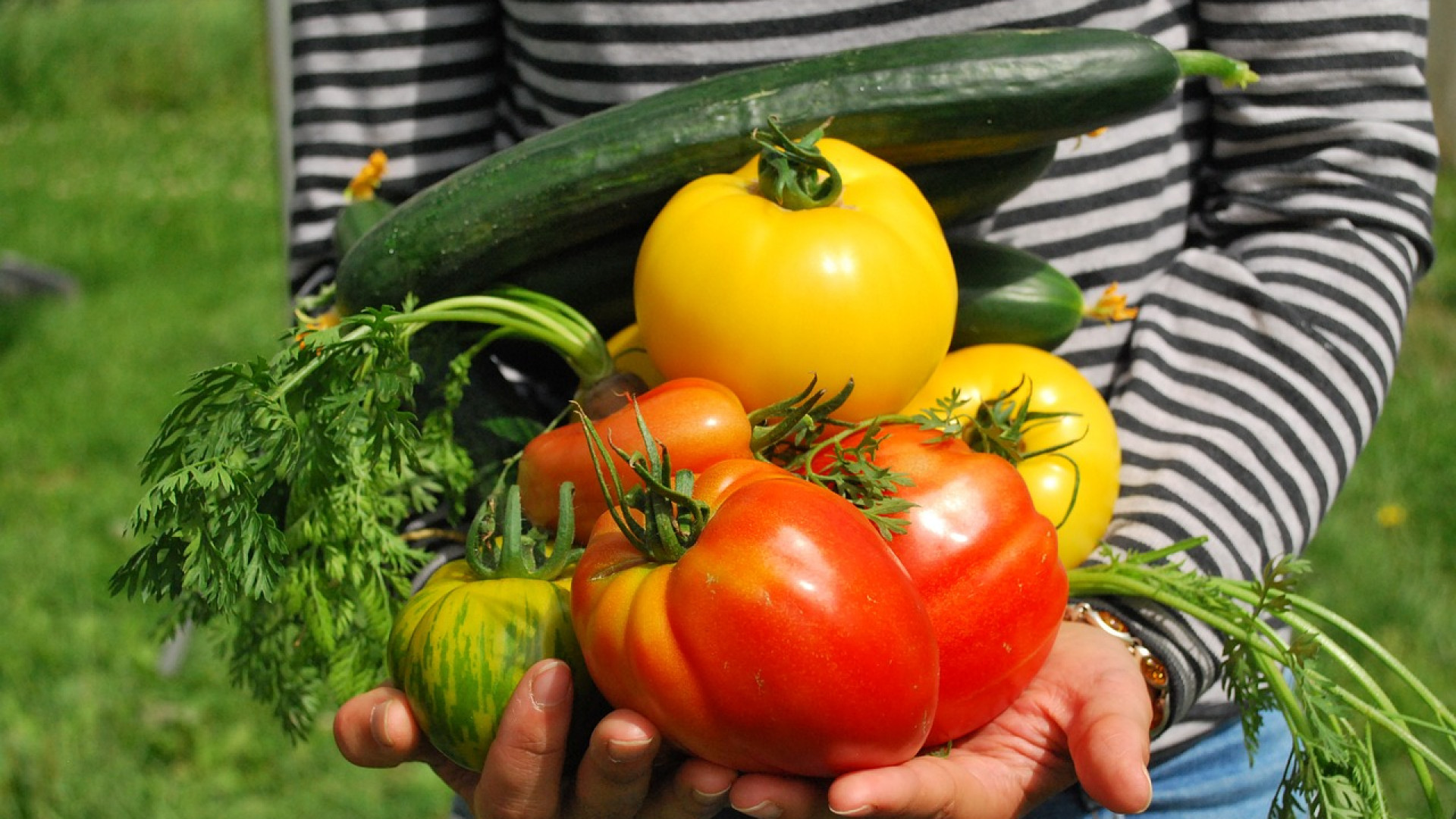 Jardin Potager : comment débuter ?