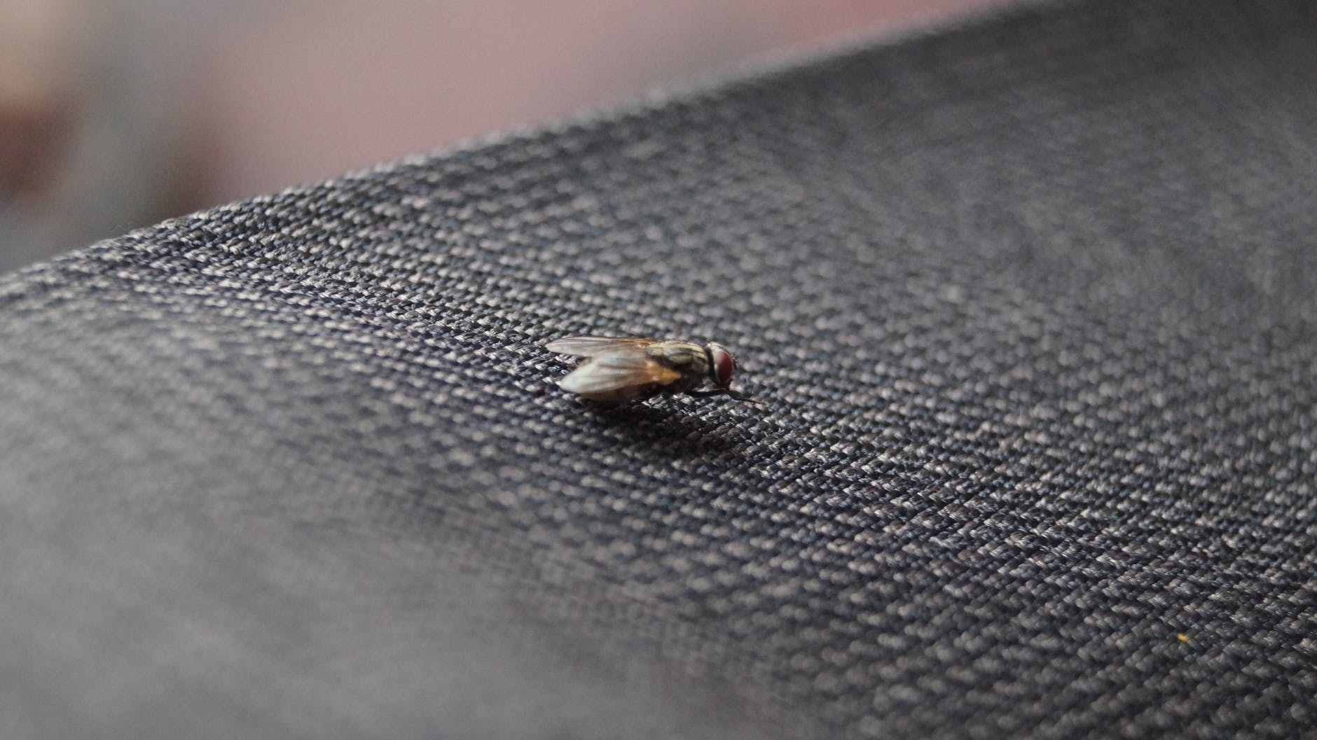 Pupes de mouche dans la maison : comment les éliminer ?
