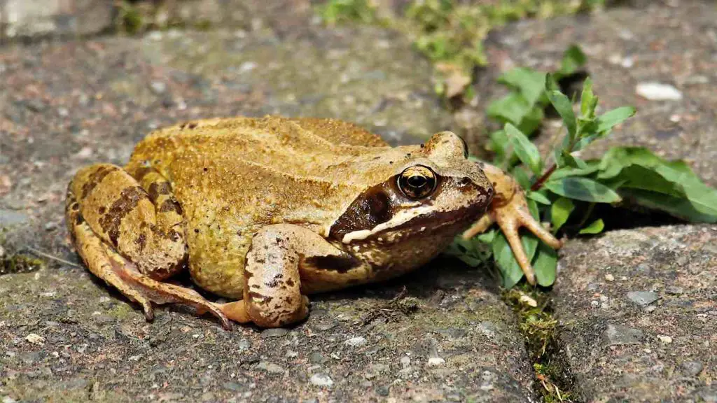 comment choisir l arracheur d herbe ideal pour un cadeau