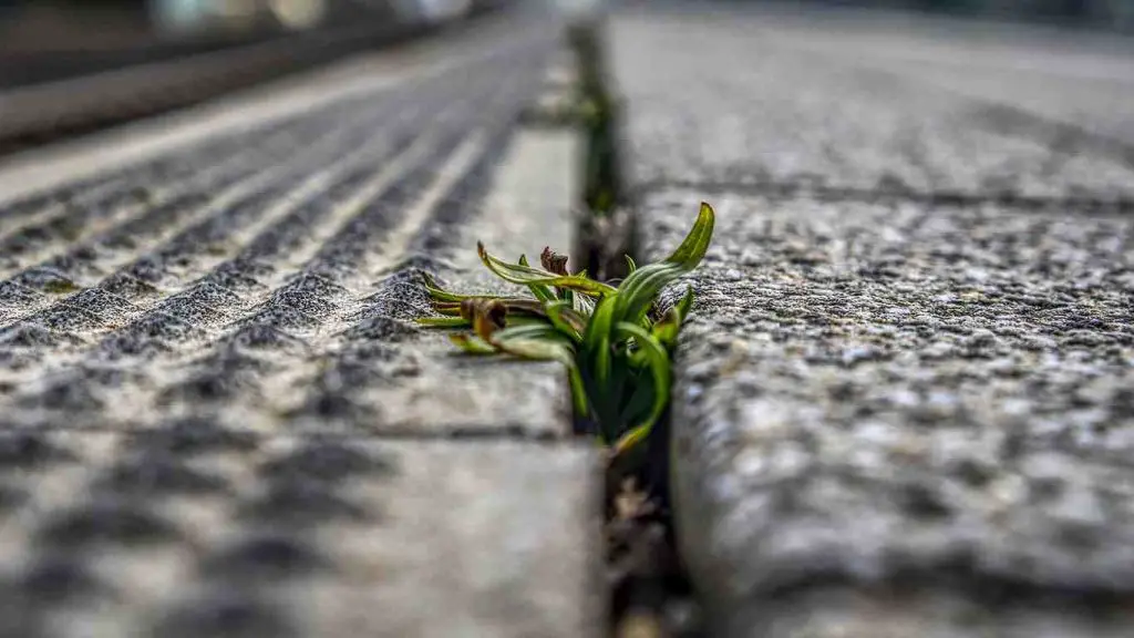 comment eliminer les mauvaises herbes dans votre jardin