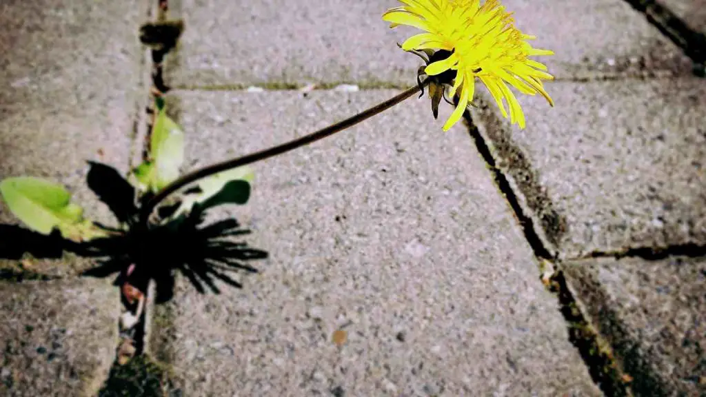 comment utiliser un arrache herbe